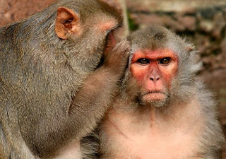 Haramnya menggibah dan 4 cara bertaubat dari dosa gibah